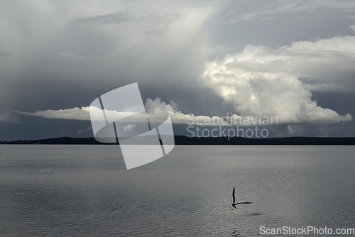 Image of view of Lake Onega on a cloudy day, seagull flying over water