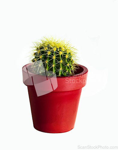 Image of Golden Barrel Cactus