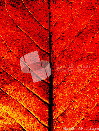 Image of Autumn Leaf Background