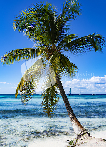 Image of Palm Tree on Ocean Beach