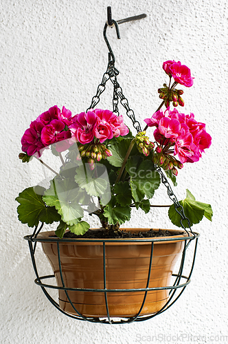 Image of Geranium in Hanging Flower Pot