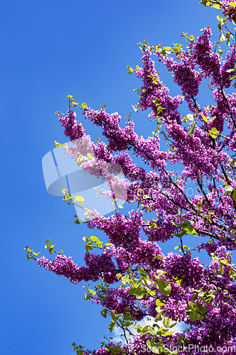 Image of Purple Spring Blossom. Cercis Canadensis or Judas Tree