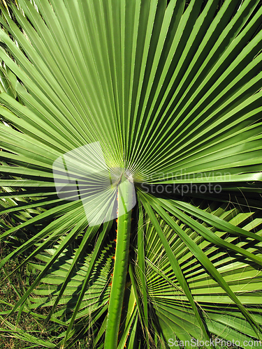 Image of Branch of large bright green leaf of tropical palm