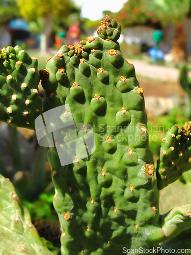 Image of Close-up of green big cactus