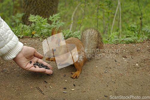Image of Female hand with seeds feeding a squirrel