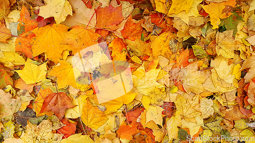 Image of Bright autumn background from fallen leaves of maple