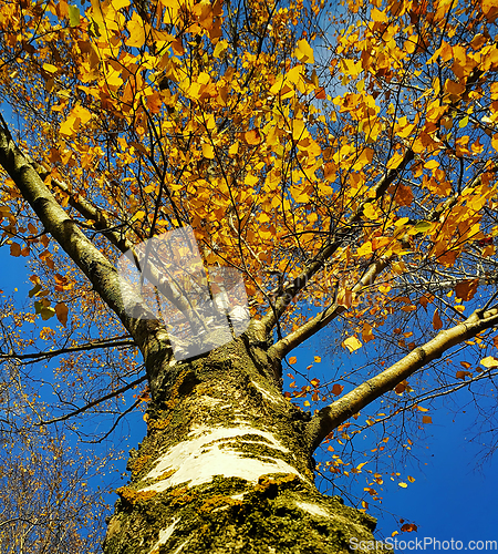 Image of Trunk and branches with yellow leaves of autumn birch tree again