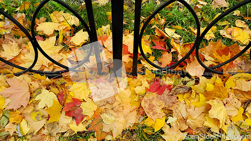 Image of Bright autumn fallen leaves on green grass with cast iron fence