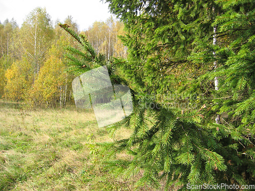 Image of Coniferous tree branches in autumn landscape