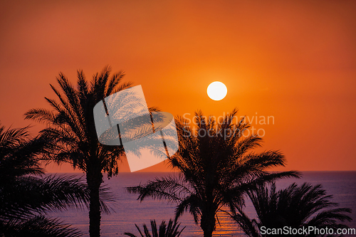 Image of Seascape with sun on beautiful bright sky and silhouette of palm