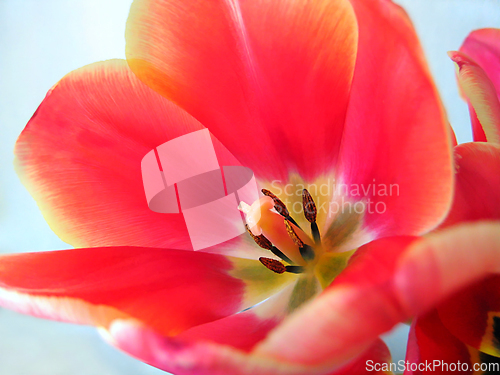 Image of Beautiful tulip flower