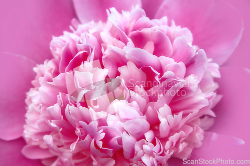Image of Natural background with pink peony flower c