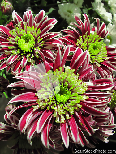 Image of Beautiful bright chrysanthemum flowers