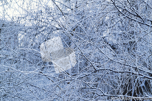 Image of Beautiful branches of winter trees