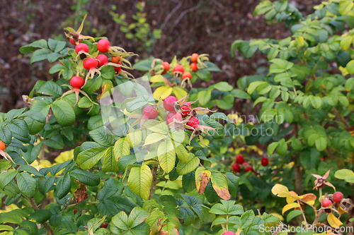 Image of Dog-rose berries in autumn