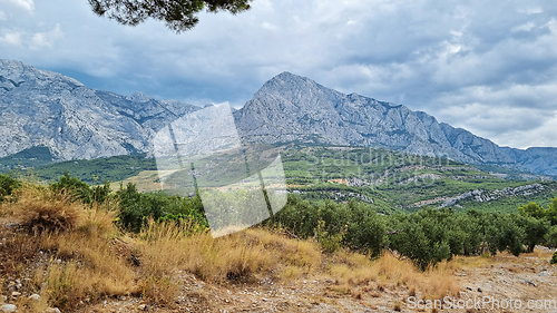 Image of Biokovo Mountain Nature park and trees from Makarska Riviera-Biokovo