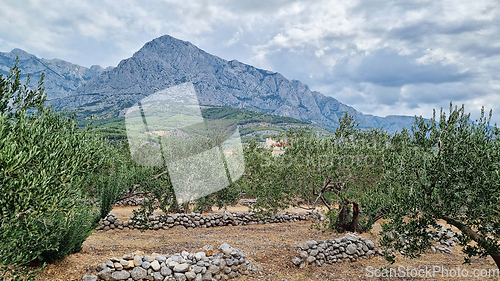 Image of Biokovo Mountain Nature park and trees from Makarska Riviera-Biokovo. Olive plantation