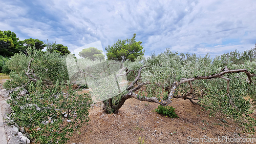 Image of Traditional plantation of olive trees. Makarska Riviera-Biokovo, Croatia