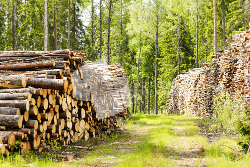 Image of Log Piles by Forest Logging Road