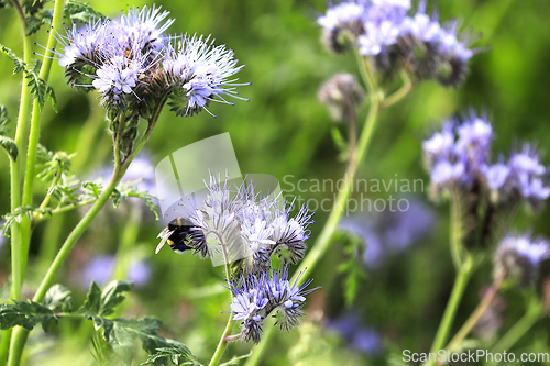 Image of Phacelia tanacetifolia Plants with Bumblebee