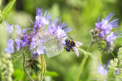 Image of Bumblebee Feeding on Phacelia tanacetifolia