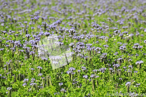 Image of Field of Phacelia tanacetifolia in the Summer