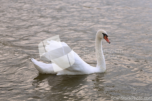 Image of beautiful mute swan on lake