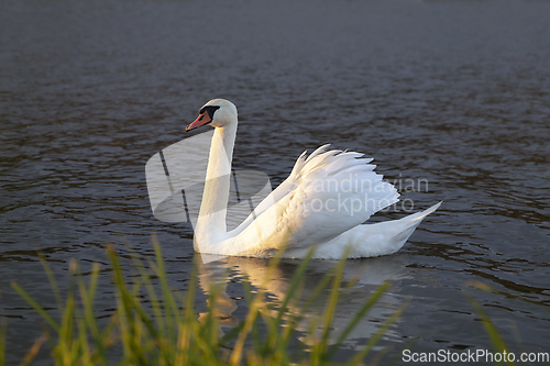 Image of beautiful swan on pond