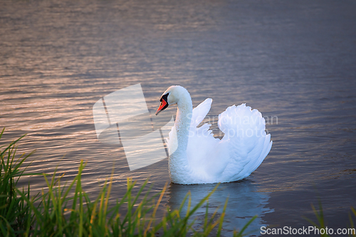Image of beautiful white swan at dawn