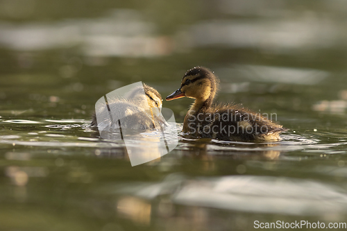 Image of cute mallard ducklings on pond