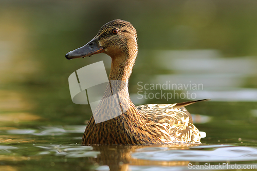 Image of female mallard  in natural habitat