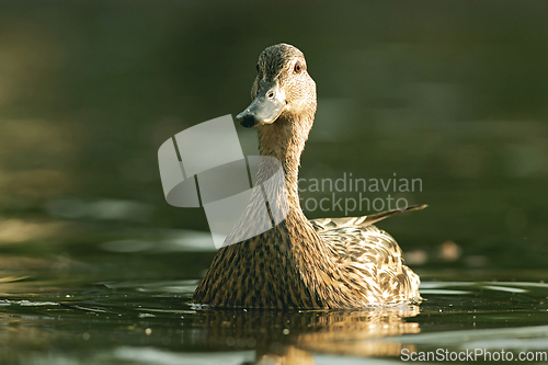 Image of female mallard duck looking at the camera