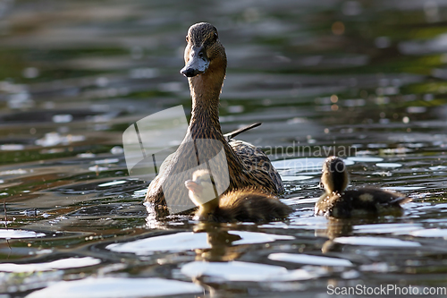 Image of mallard duck with babies on water