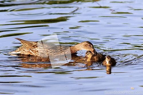 Image of mother mallard with ducklings