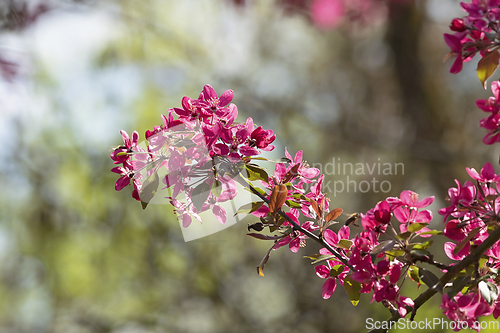 Image of sakura cherry tree in bloom