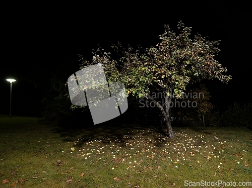 Image of apple tree in autumn in the garden at night and fallen apples