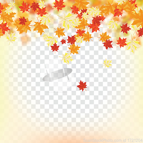 Image of Maple leaves on transparency grid