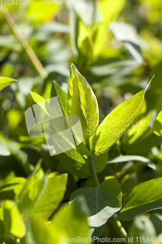 Image of young foliage of trees