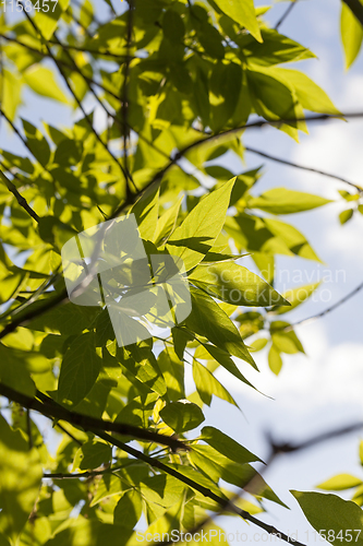 Image of tree foliage