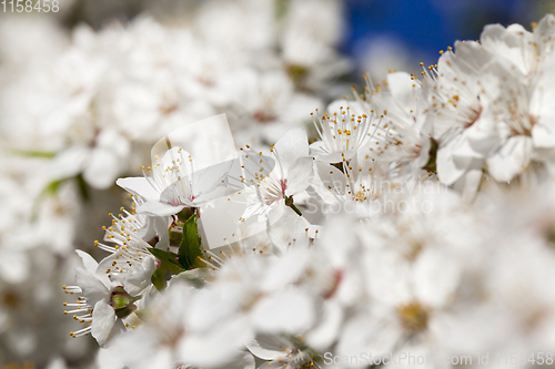 Image of spring cherry