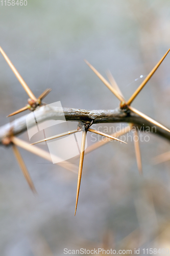 Image of sharp spines