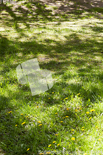 Image of glade with green grass