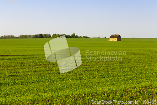 Image of grass or cereals,