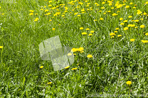 Image of spring meadow