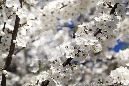 Image of white petals of cherries