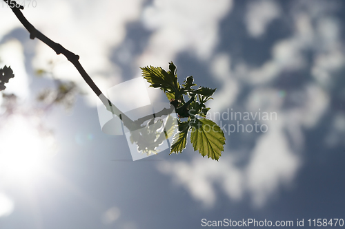 Image of beautiful nature, details