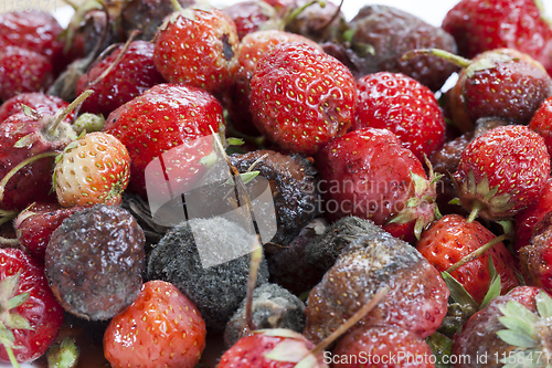 Image of rot ripe strawberries