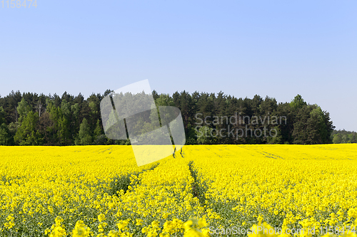 Image of flowering rape