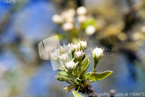 Image of apple tree