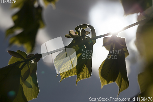 Image of deciduous trees